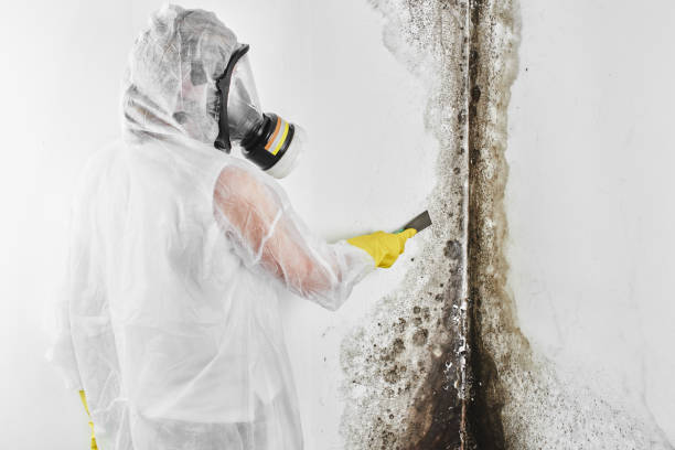Best Residential Mold Removal  in East Alton, IL