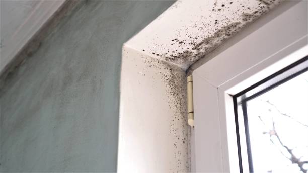 Best Office Mold Removal Services  in East Alton, IL