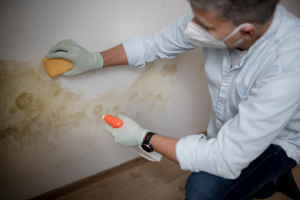 Best Mold Remediation Experts  in East Alton, IL
