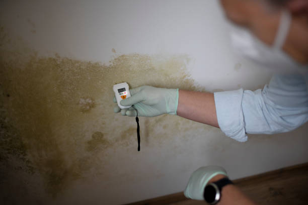 Best Attic Mold Removal  in East Alton, IL