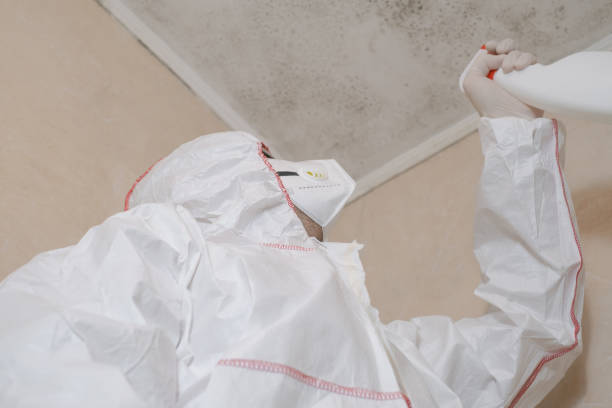 Best Commercial Mold Removal  in East Alton, IL