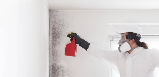 Attic Mold Removal in East Alton, IL