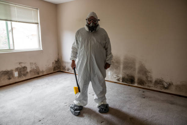 Office Mold Removal Services in East Alton, IL