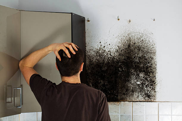 Best Mold Remediation Services  in East Alton, IL