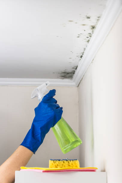 Mold Removal and Inspection in East Alton, IL